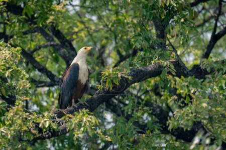 African fish eagle looks up in tree