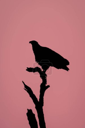 Águila pescadora africana silueta en árbol muerto