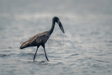 Photo for African openbill crosses shallow river in profile - Royalty Free Image