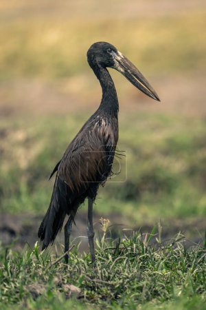 Photo for African openbill stands on riverbank in profile - Royalty Free Image