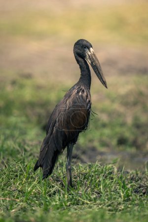 Photo for African openbill stands on grass in profile - Royalty Free Image