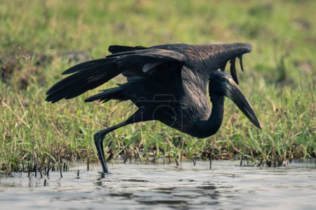 Photo for African openbill in river ready to fly - Royalty Free Image