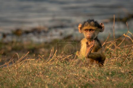 Baby chacma baboon sits scratching on riverbank