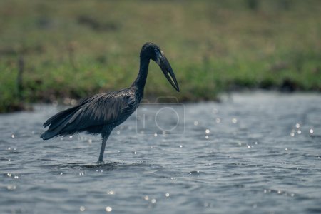 Photo for African openbill in sunlit river in profile - Royalty Free Image