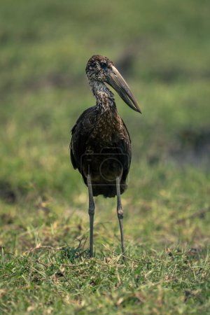 Photo for African openbill stands in grass turning head - Royalty Free Image