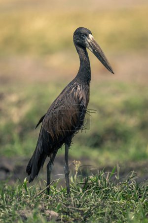 Photo for African openbill stands in profile on grass - Royalty Free Image