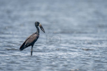 Photo for African openbill stands in river in sunshine - Royalty Free Image