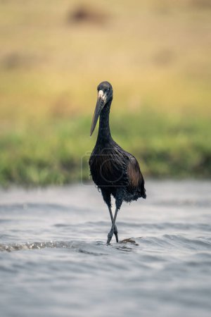 Photo for African openbill stands in shallows crossing legs - Royalty Free Image