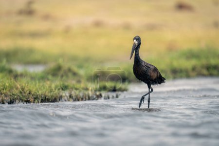 Photo for African openbill stands in shallows lifting foot - Royalty Free Image
