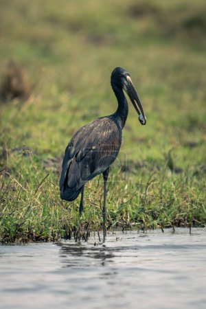 Photo for African openbill stands in shallows carrying mussel - Royalty Free Image