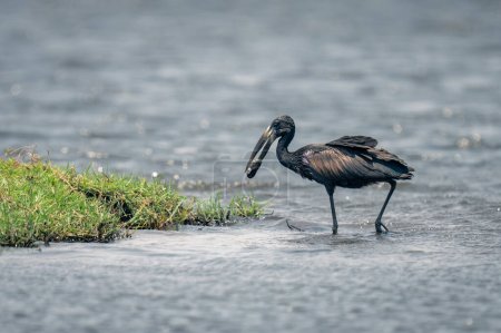 Photo for African openbill wades through shallows carrying mussel - Royalty Free Image