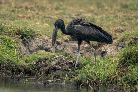 Photo for African openbill walks down bank to river - Royalty Free Image