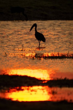 Photo for African openbill stands in silhouette at sunset - Royalty Free Image