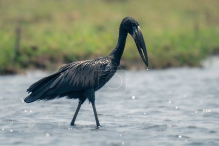 Photo for African openbill walks through river near bank - Royalty Free Image