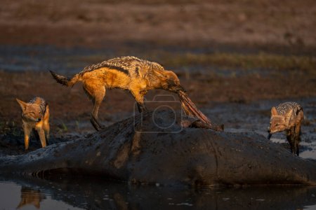 Téléchargez les photos : Le chacal à dos noir tire vers l'intérieur de la girafe morte - en image libre de droit
