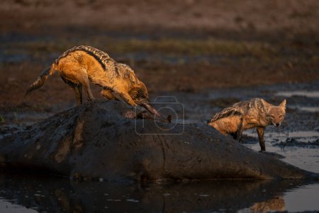 Téléchargez les photos : Le chacal à dos noir tire les tripes de la girafe - en image libre de droit