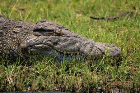 Foto de Close-up of Nile crocodile on grass riverbank - Imagen libre de derechos