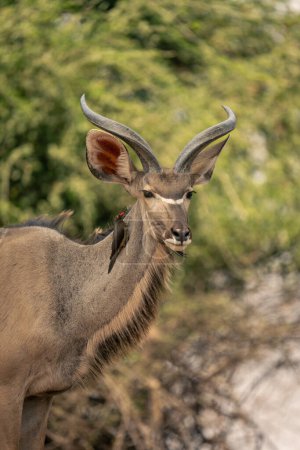 Photo for Close-up of male greater kudu with oxpecker - Royalty Free Image
