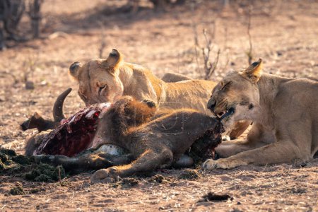 Photo for Close-up of two lionesses eating buffalo carcase - Royalty Free Image