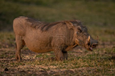 Weiblicher Warzenschwein weidet auf Knien