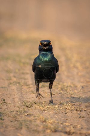 Photo for Greater blue-eared starling crosses sand to camera - Royalty Free Image