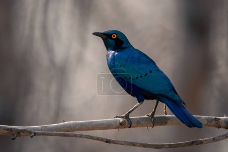 Photo for Greater blue-eared starling faces left on branch - Royalty Free Image