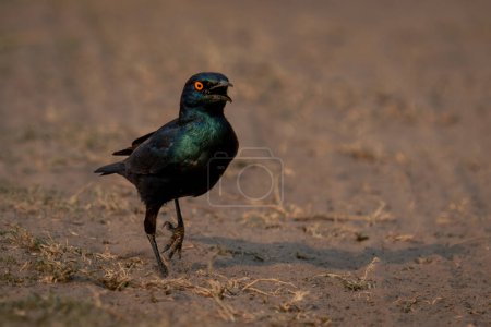 Photo for Greater blue-eared starling hopes along sandy track - Royalty Free Image