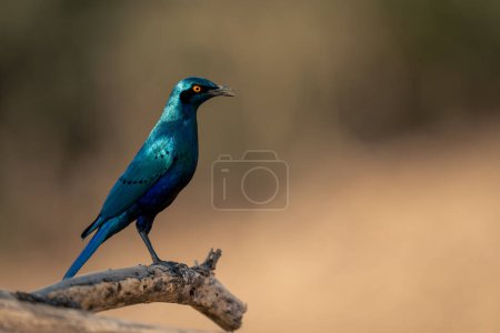 Photo for Greater blue-eared starling in profile on branch - Royalty Free Image