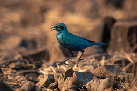Photo for Greater blue-eared starling jumps over rocky ground - Royalty Free Image