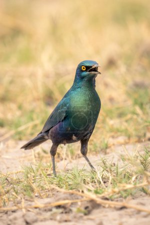 Photo for Greater blue-eared starling on grass opening beak - Royalty Free Image