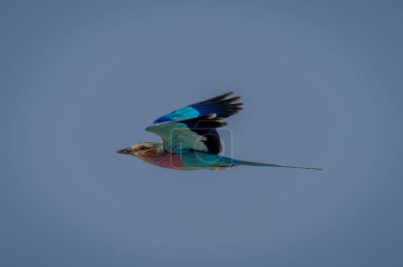 Photo for Lilac-breasted roller flies past in blue sky - Royalty Free Image
