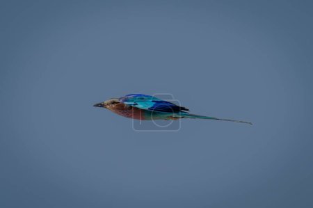 Photo for Lilac-breasted roller flies through perfect blue sky - Royalty Free Image