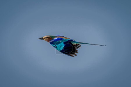 Photo for Lilac-breasted roller flies past against blue sky - Royalty Free Image