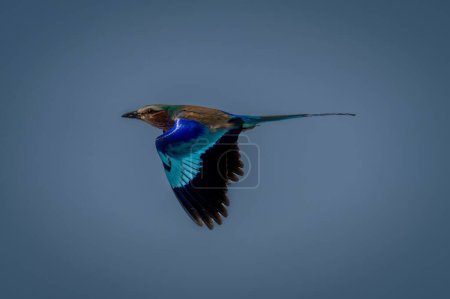 Photo for Lilac-breasted roller flies through sky lowering wings - Royalty Free Image