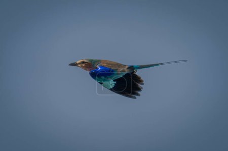 Photo for Lilac-breasted roller flies under perfect blue sky - Royalty Free Image