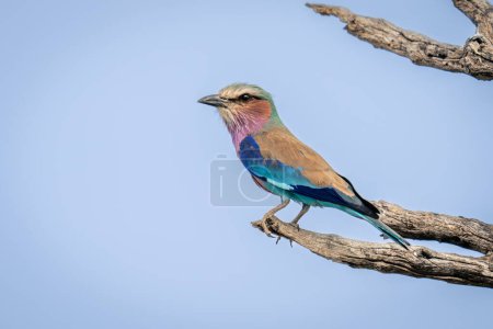 Photo for Lilac-breasted roller in profile staring at camera - Royalty Free Image