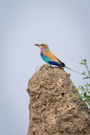 Photo for Lilac-breasted roller on termite mound near bush - Royalty Free Image