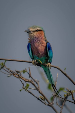 Photo for Lilac-breasted roller on thin branch watches camera - Royalty Free Image