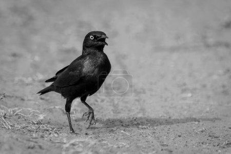 Photo for Mono greater blue-eared starling hops over sand - Royalty Free Image
