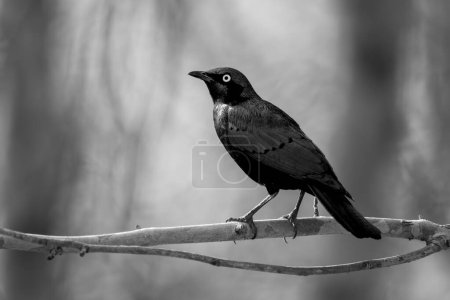 Photo for Mono greater blue-eared starling turns head perching - Royalty Free Image
