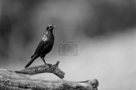 Photo for Mono greater blue-eared starling stares on branch - Royalty Free Image