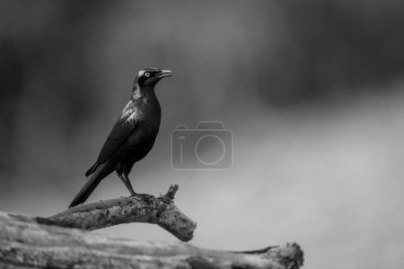 Photo for Mono greater blue-eared starling perches in profile - Royalty Free Image