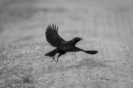Photo for Mono greater blue-eared starling flies over sand - Royalty Free Image