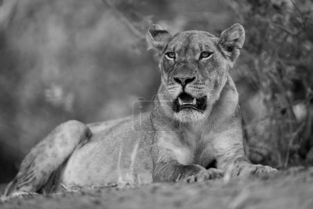 Mono lioness lies under bush opening mouth