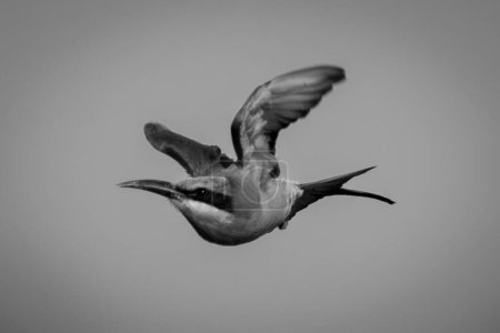 Photo for Mono southern carmine bee-eater flies folding wings - Royalty Free Image