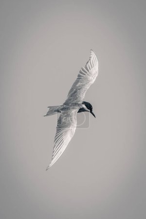 Foto de Mono whiskered tern moscas celebración de alas verticalmente - Imagen libre de derechos