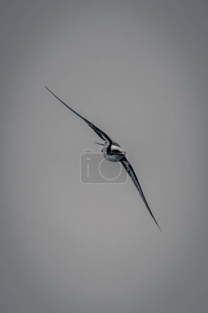 Foto de Mono cola de alambre tragar moscas extendiendo alas en diagonal - Imagen libre de derechos