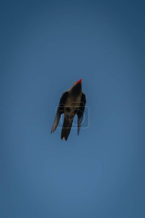 Photo for Red-billed oxpecker flies overhead in blue sky - Royalty Free Image