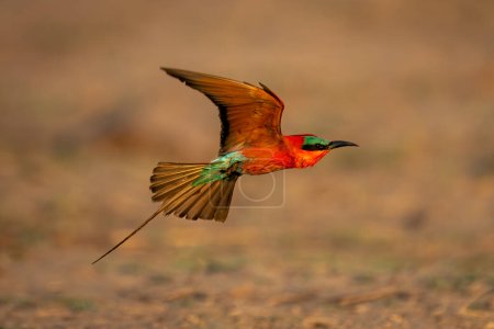 Photo for Southern carmine bee-eater flies in golden light - Royalty Free Image