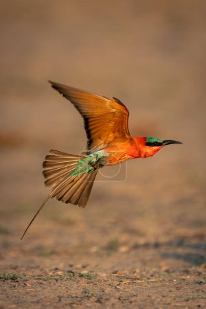 Photo for Southern carmine bee-eater flying over sandy ground - Royalty Free Image